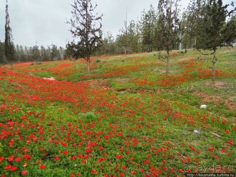 Цветущие анемоны и ослик по имени Лавни