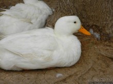 Цветущие анемоны и ослик по имени Лавни