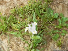 Цветущие анемоны и ослик по имени Лавни