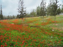 Цветущие анемоны и ослик по имени Лавни