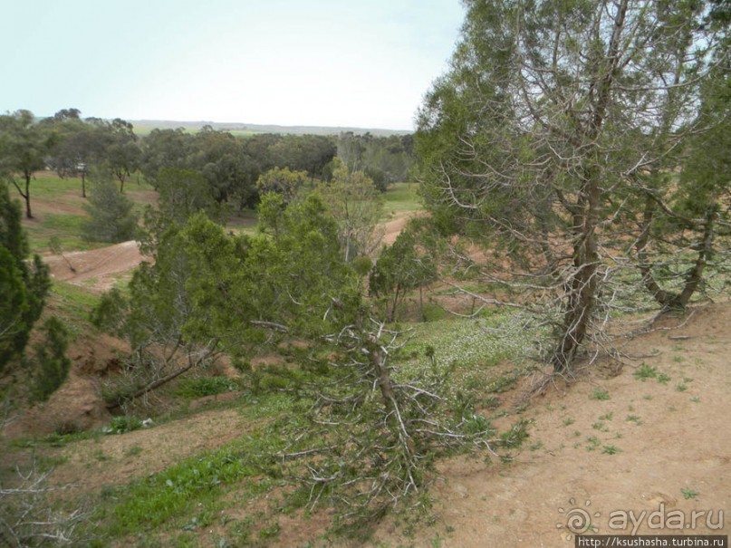 Цветущие анемоны и ослик по имени Лавни