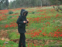 Цветущие анемоны и ослик по имени Лавни