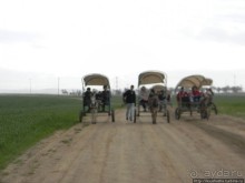 Цветущие анемоны и ослик по имени Лавни