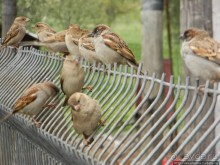 Цветущие анемоны и ослик по имени Лавни