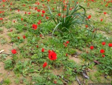 Цветущие анемоны и ослик по имени Лавни