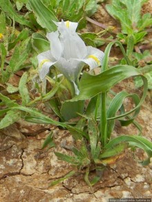 Цветущие анемоны и ослик по имени Лавни