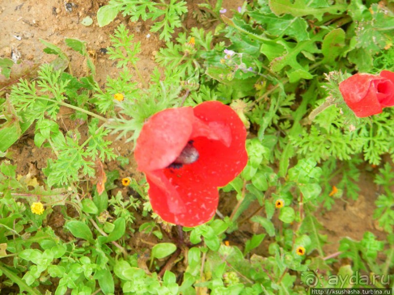 Цветущие анемоны и ослик по имени Лавни