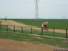 Цветущие анемоны и ослик по имени Лавни