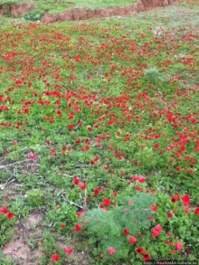 Цветущие анемоны и ослик по имени Лавни