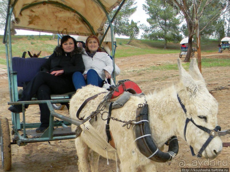 Цветущие анемоны и ослик по имени Лавни