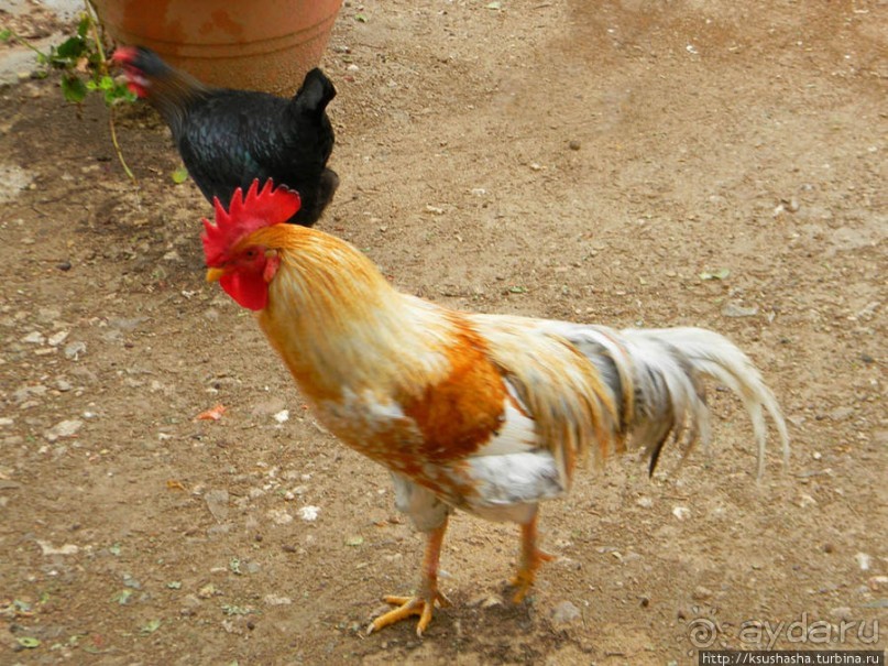 Цветущие анемоны и ослик по имени Лавни