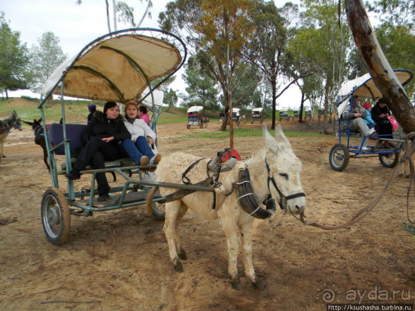 Цветущие анемоны и ослик по имени Лавни