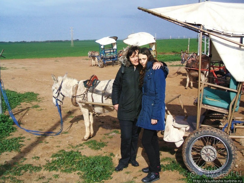 Цветущие анемоны и ослик по имени Лавни