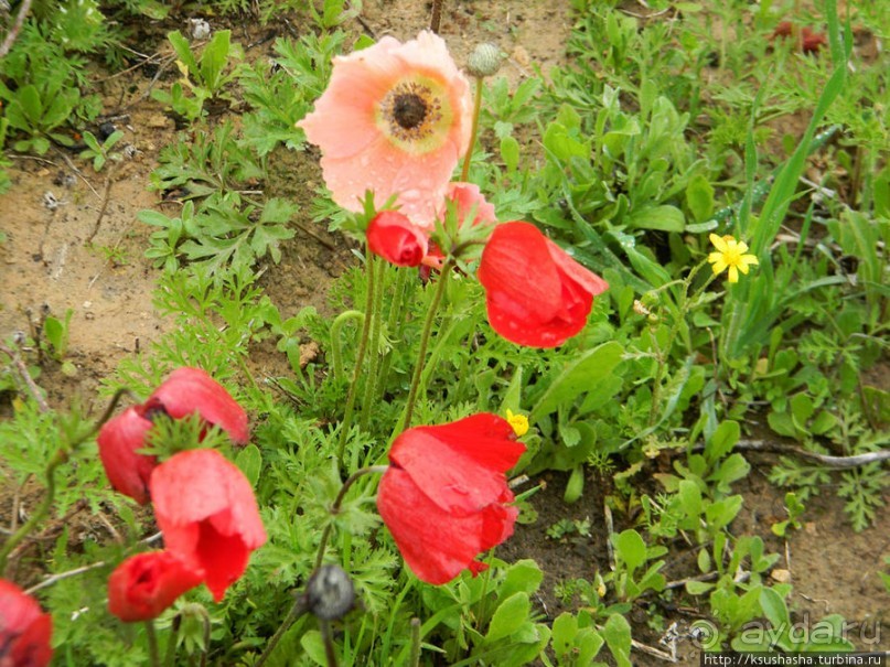 Цветущие анемоны и ослик по имени Лавни