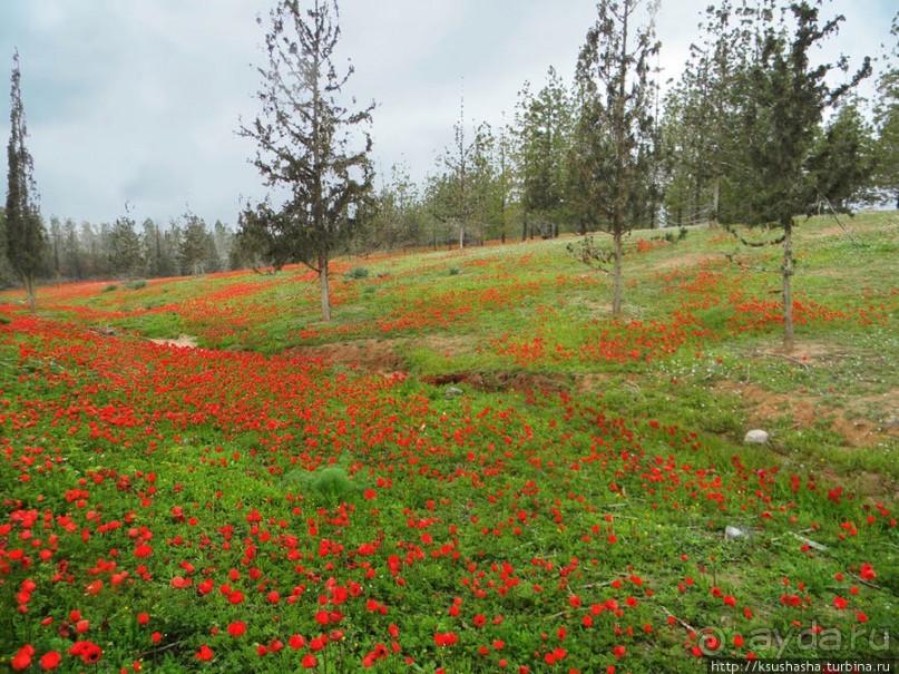 Цветущие анемоны и ослик по имени Лавни