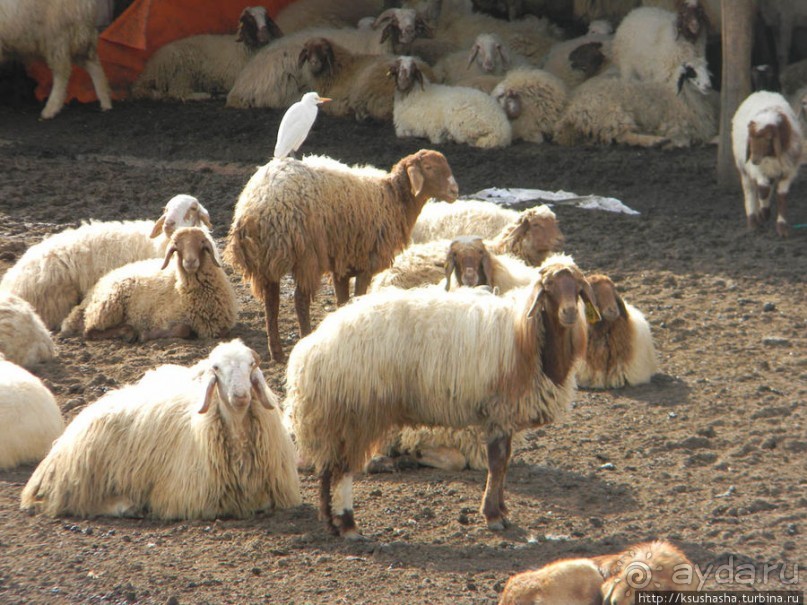 Цветущие анемоны и ослик по имени Лавни