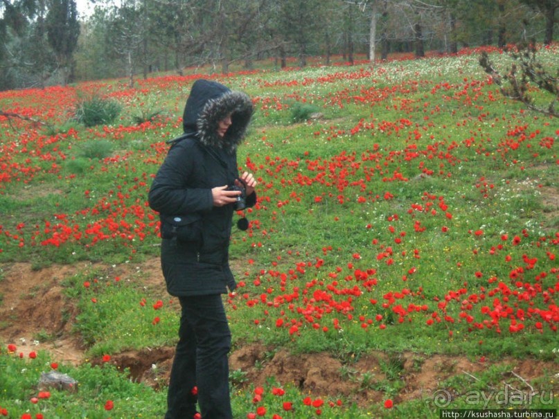 Цветущие анемоны и ослик по имени Лавни
