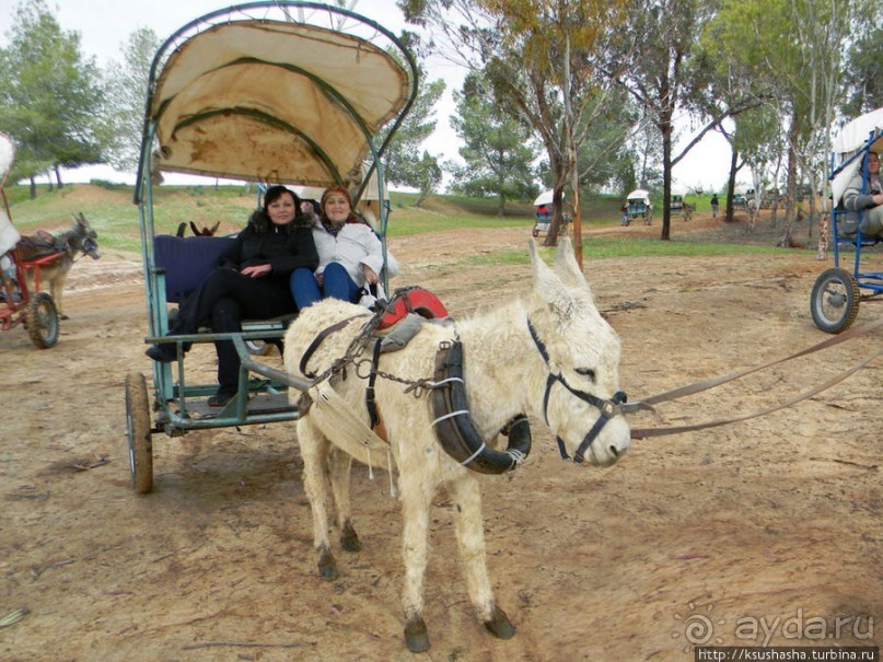 Цветущие анемоны и ослик по имени Лавни
