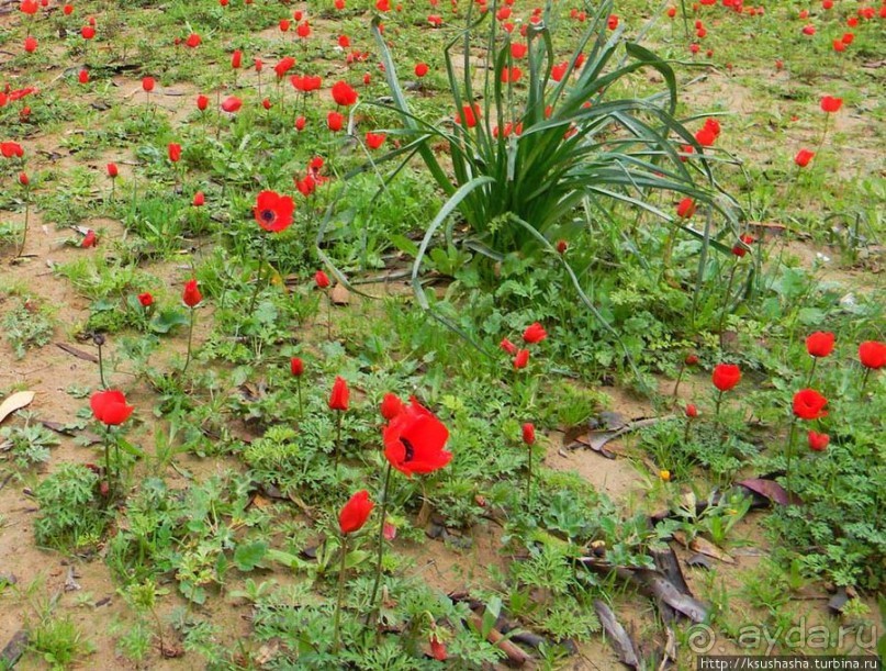 Цветущие анемоны и ослик по имени Лавни