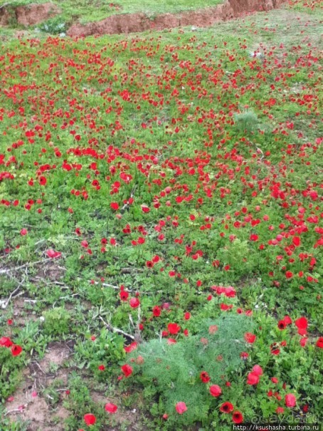 Цветущие анемоны и ослик по имени Лавни