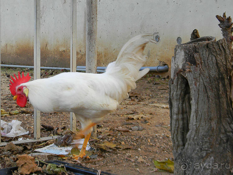 Незнакомый Яффо