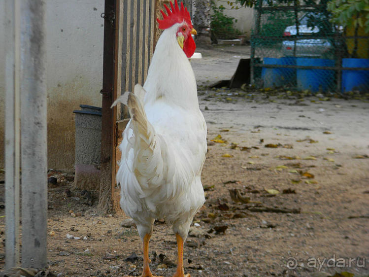 Незнакомый Яффо