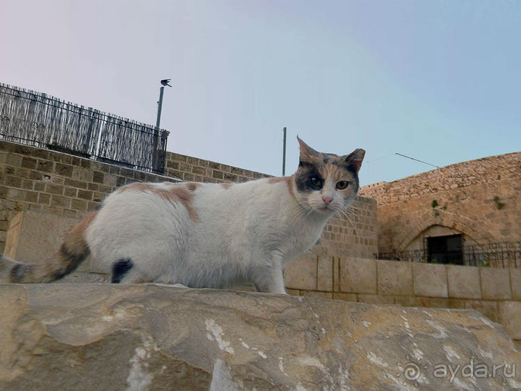 Незнакомый Яффо