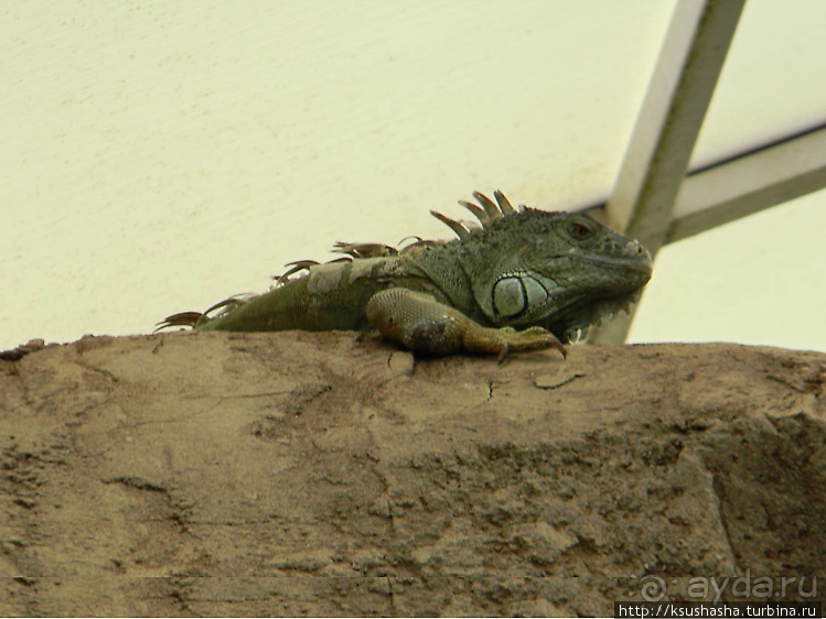 Немного "востока" в горах Беналмадены