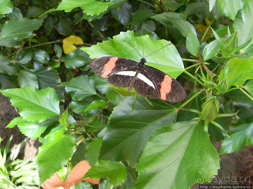 Немного "востока" в горах Беналмадены