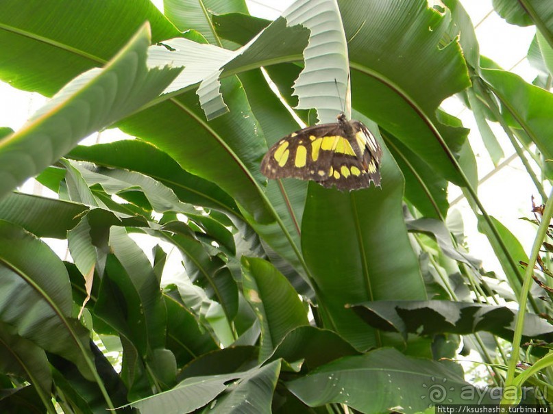Немного "востока" в горах Беналмадены