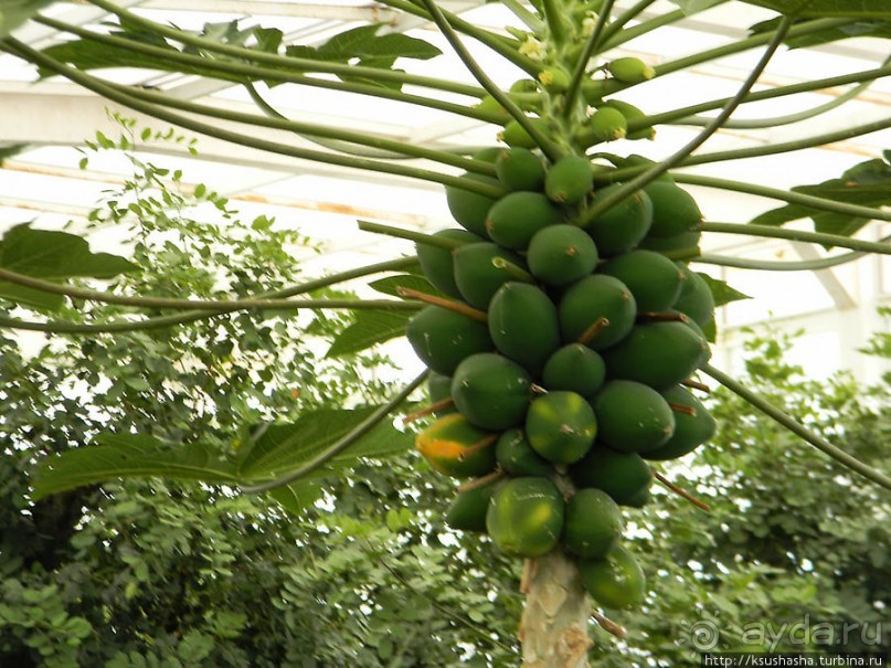 Немного "востока" в горах Беналмадены