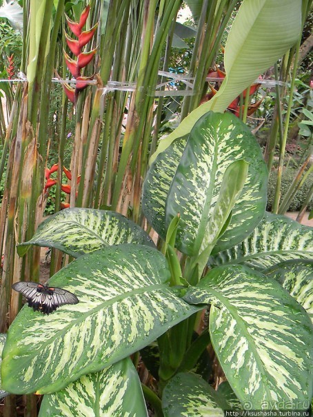 Немного "востока" в горах Беналмадены