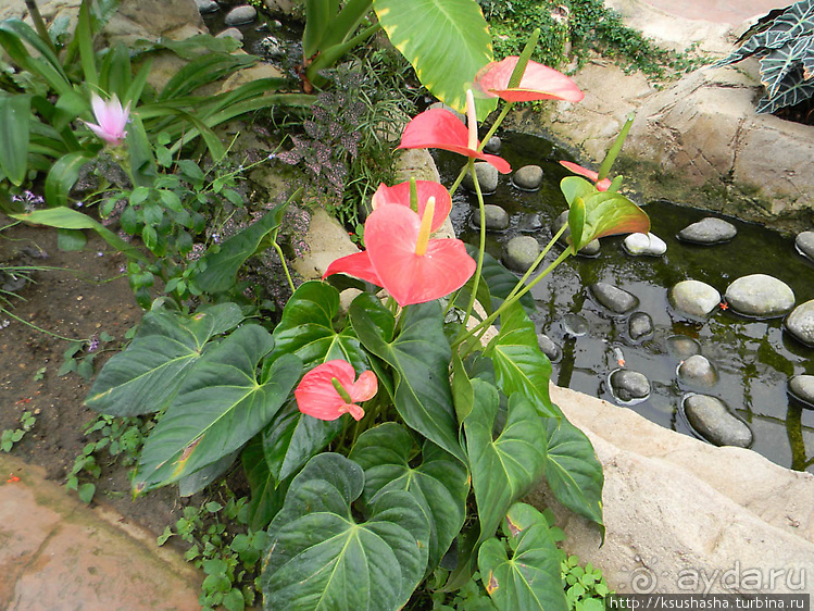 Немного "востока" в горах Беналмадены