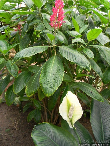 Немного "востока" в горах Беналмадены