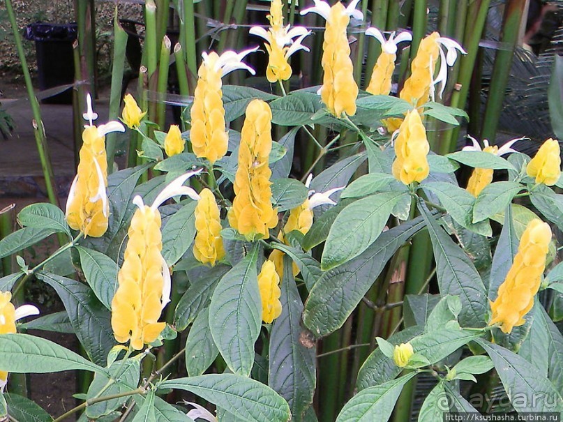 Немного "востока" в горах Беналмадены