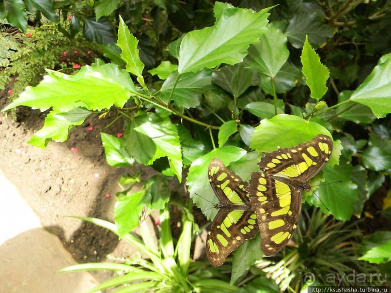 Немного "востока" в горах Беналмадены
