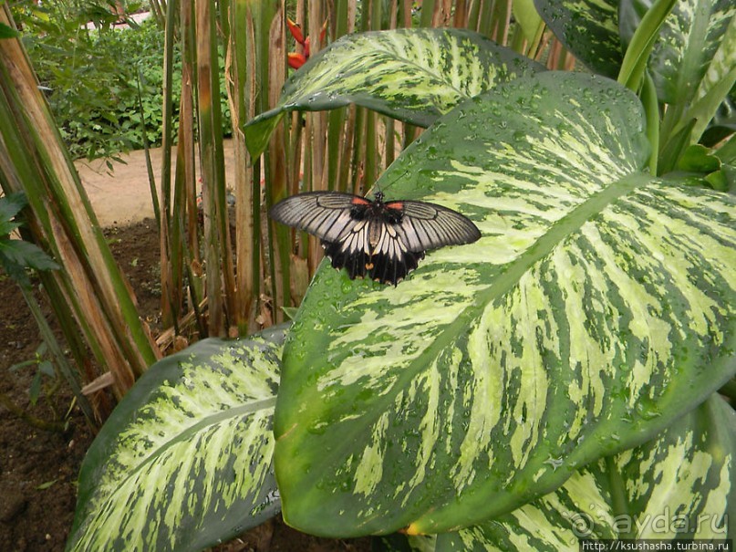 Немного "востока" в горах Беналмадены