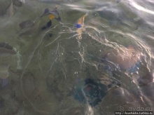 Альбом отзыва "Несколько общих советов или Чем мне нравится Эйлат"