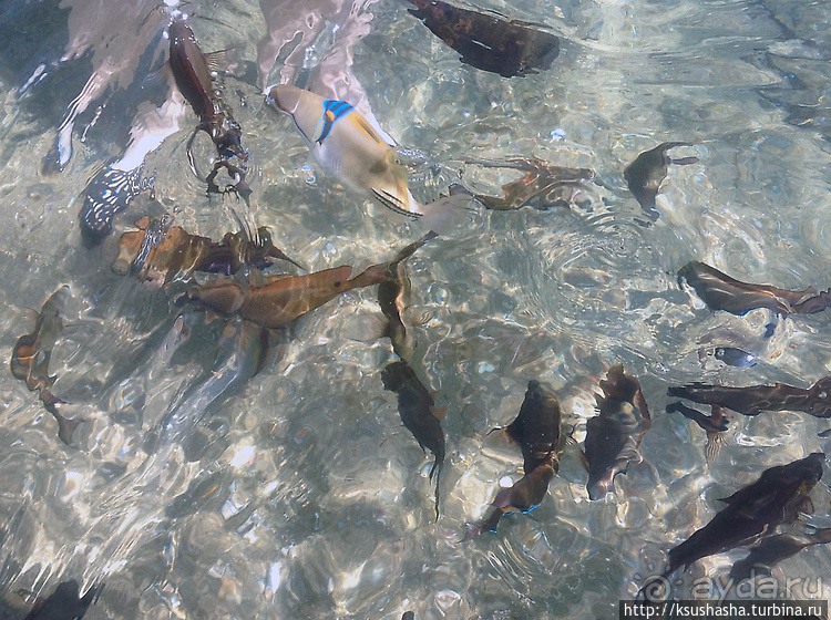 Несколько общих советов или Чем мне нравится Эйлат