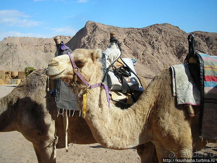 Несколько общих советов или Чем мне нравится Эйлат