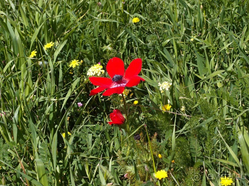 Богатства Иерусалима на холме в Гиват Рам