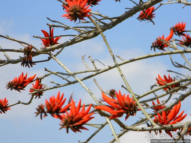 На горе Блаженств На горе Блаженств