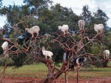 Марокко. Дорожные зарисовки