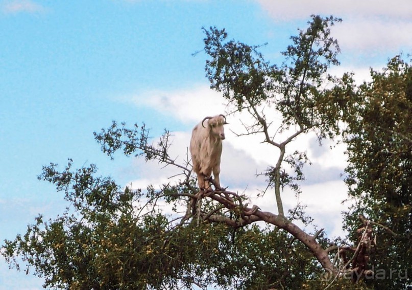 Марокко. Дорожные зарисовки