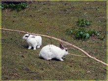 Дорога, озеро и лев