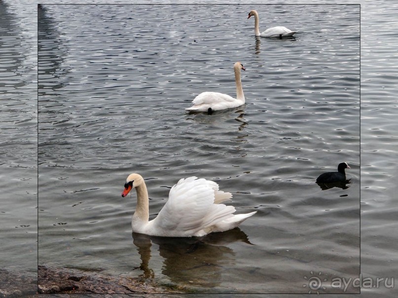 Дорога, озеро и лев