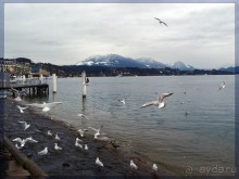 Дорога, озеро и лев