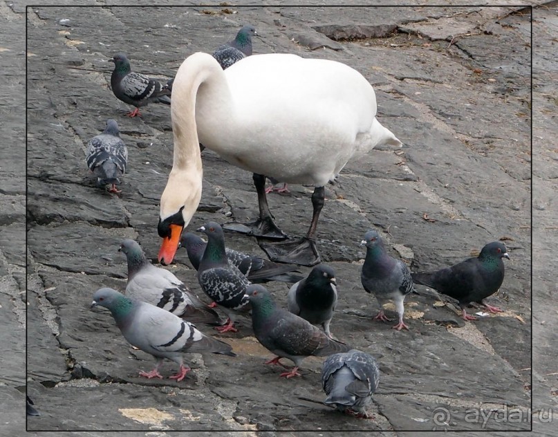 Дорога, озеро и лев