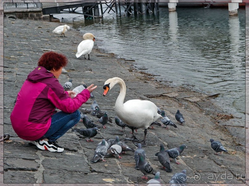 Дорога, озеро и лев