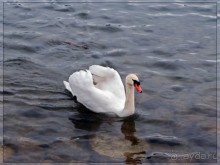 Дорога, озеро и лев